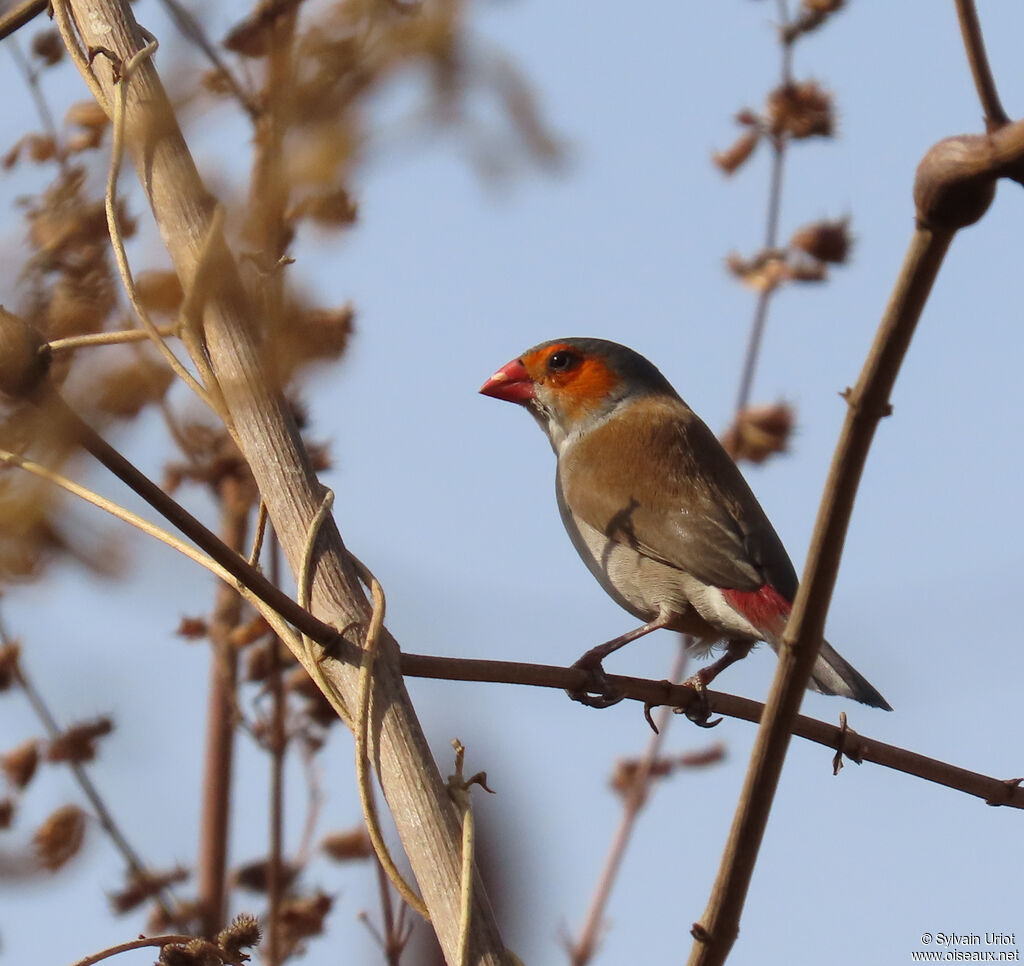 Orange-cheeked Waxbilladult