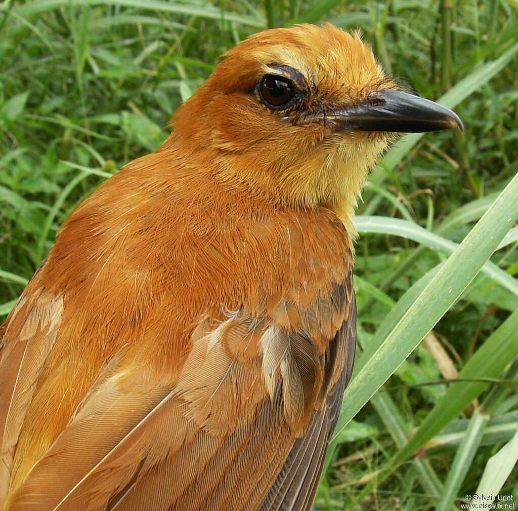 Attila cannelleadulte