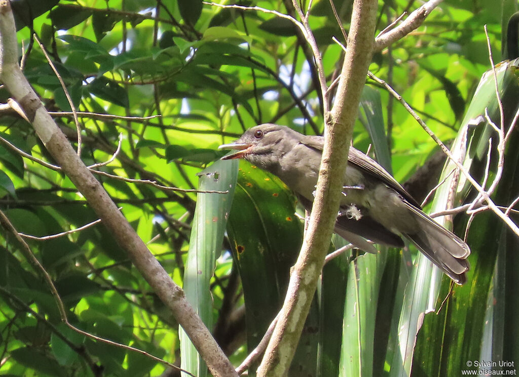 Greyish Mourneradult