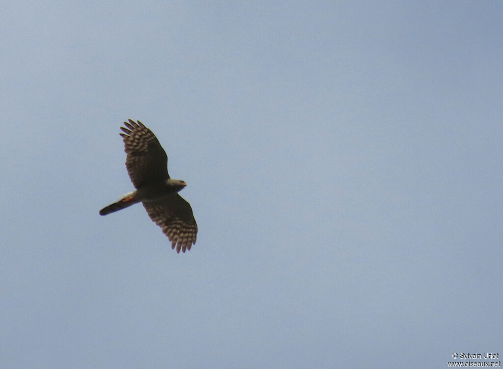 Gabar Goshawkadult
