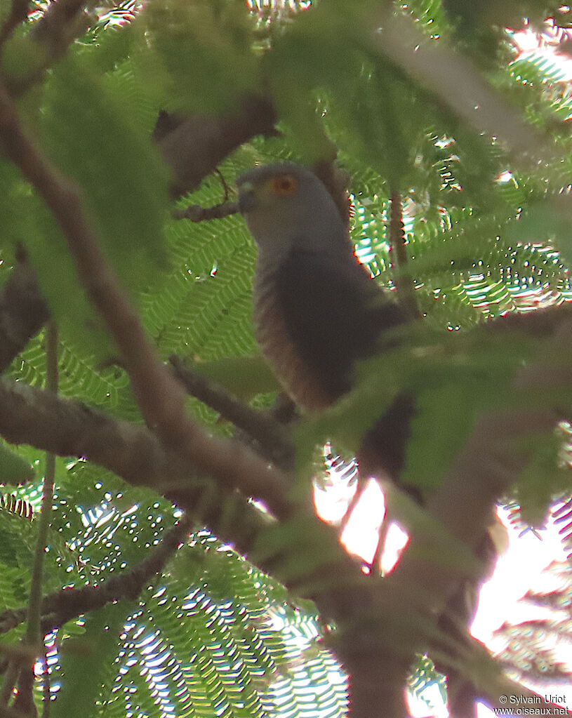 African Goshawk