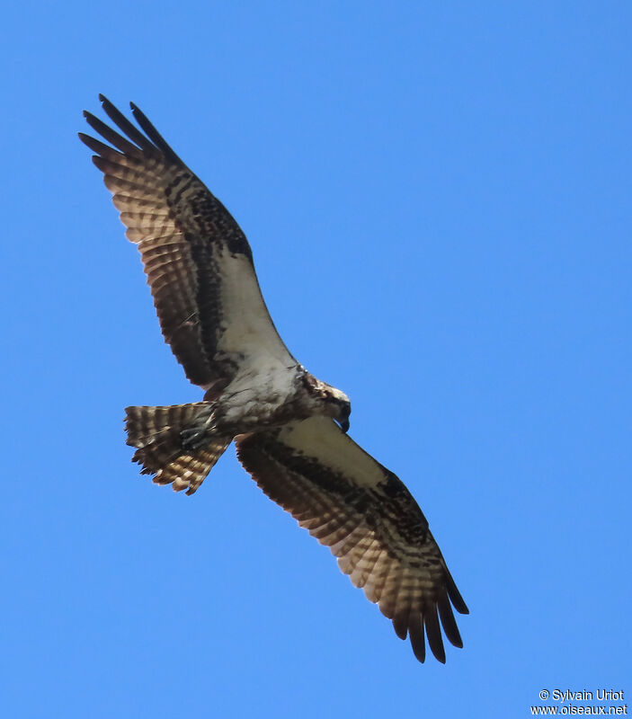 Balbuzard pêcheuradulte