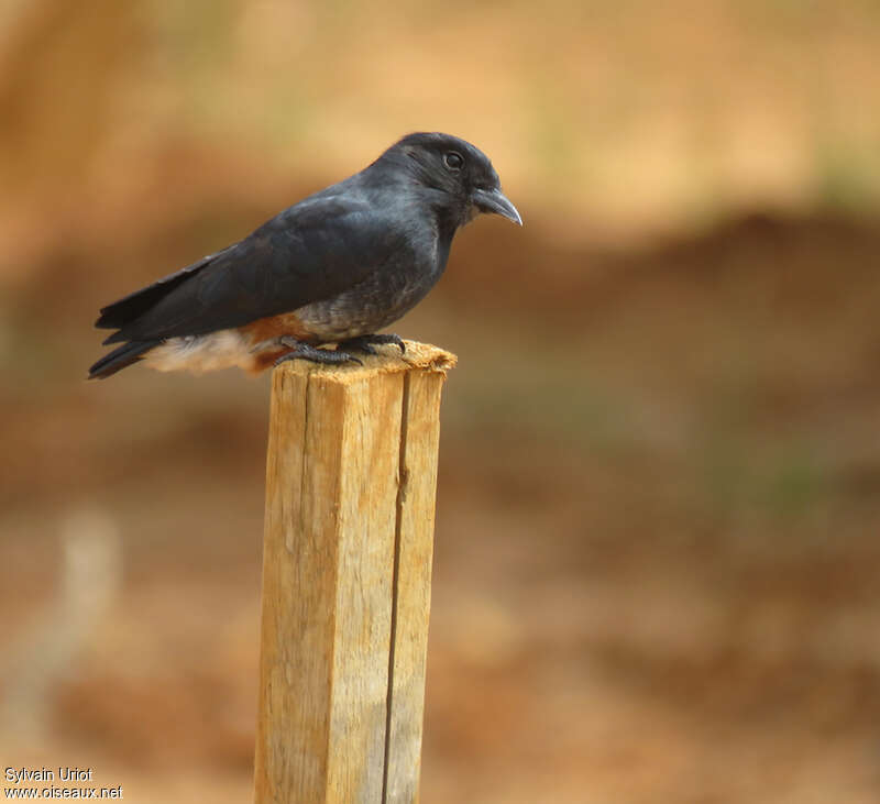 Swallow-winged Puffbirdadult, identification