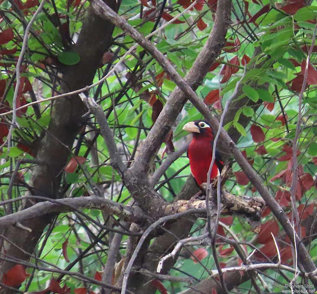 Double-toothed Barbetadult
