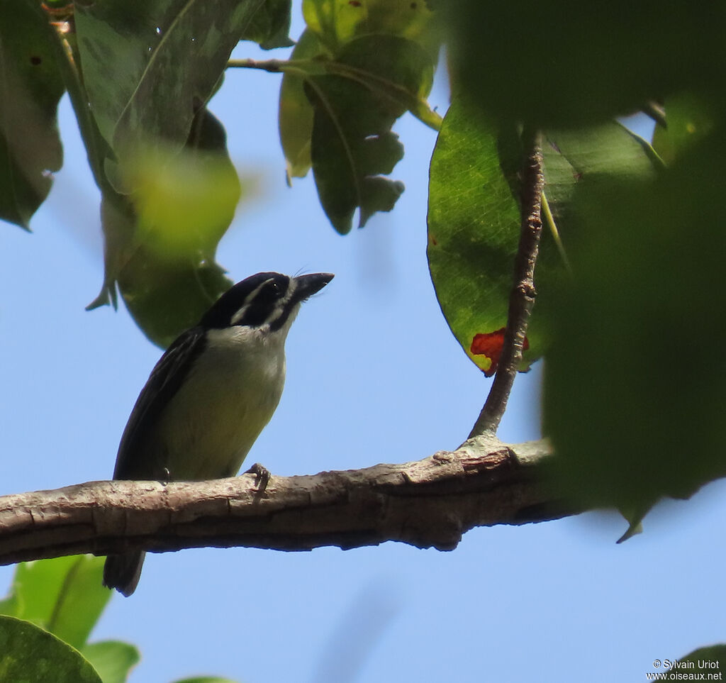 Yellow-rumped Tinkerbirdadult