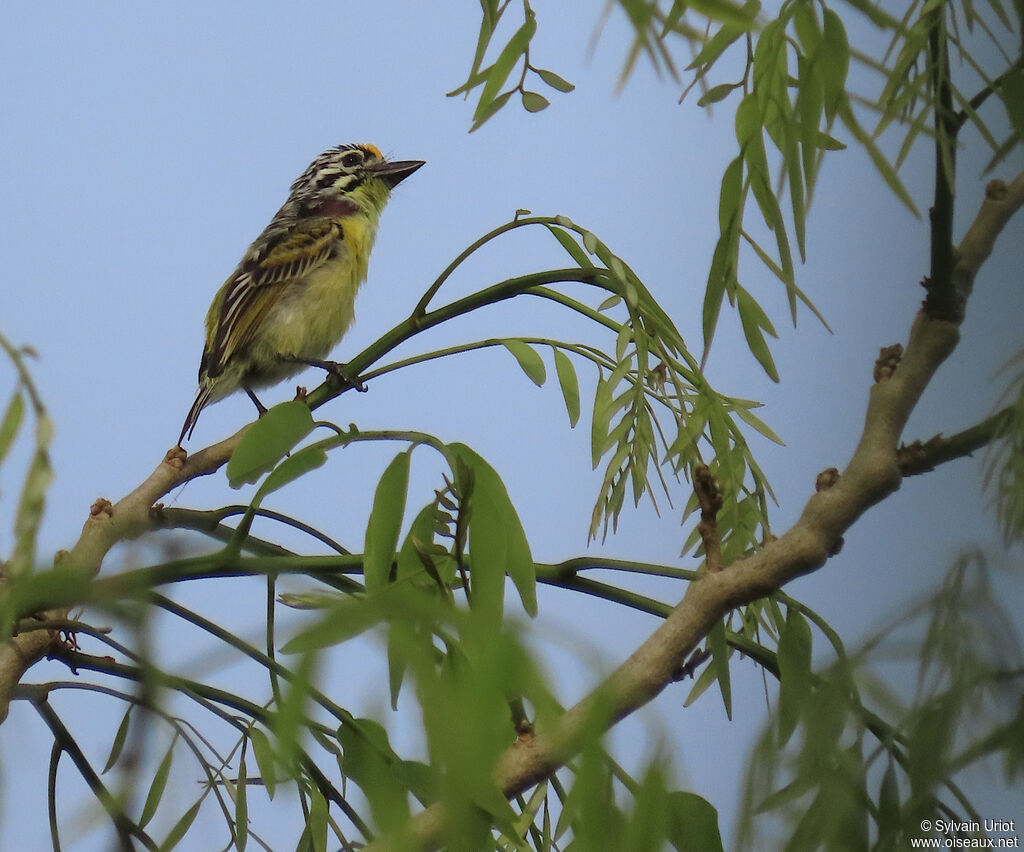 Yellow-fronted Tinkerbirdadult
