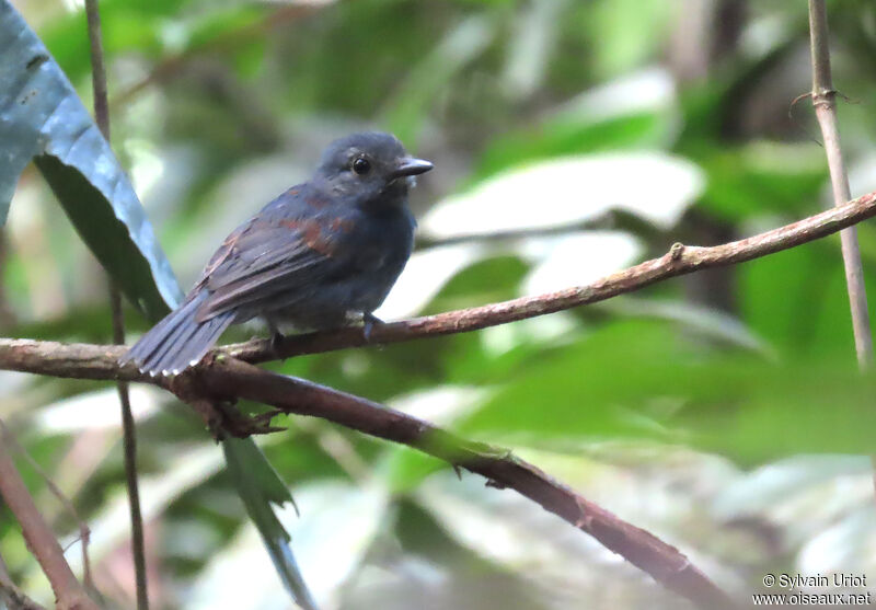 Dusky-throated Antshrike male immature