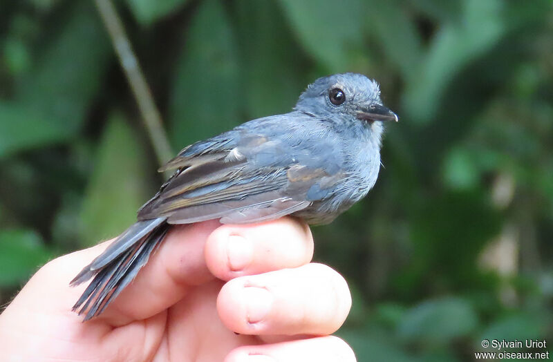 Cinereous Antshrike male immature