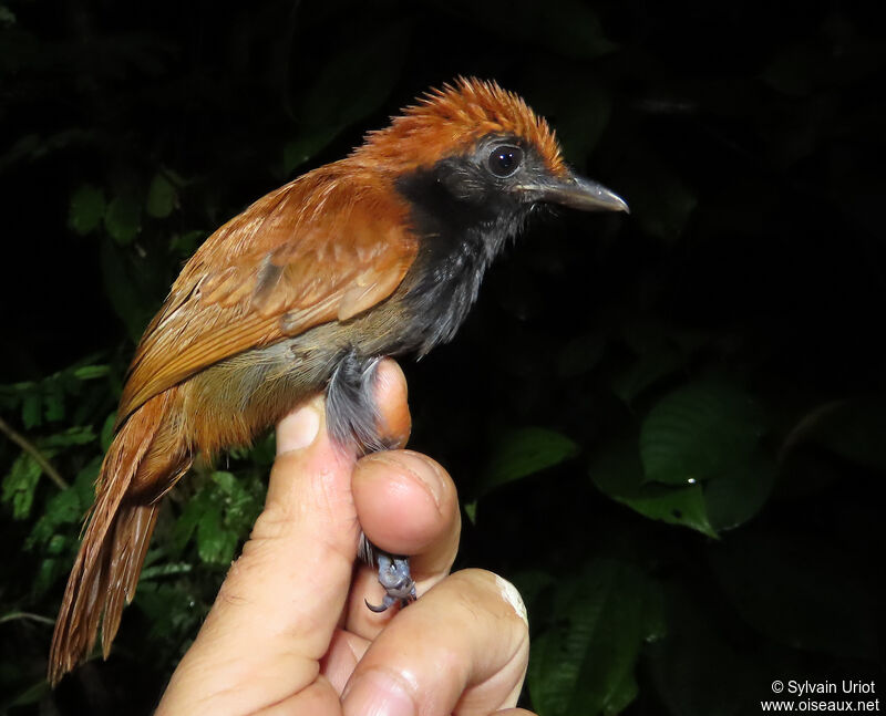 Band-tailed Antshrike female adult