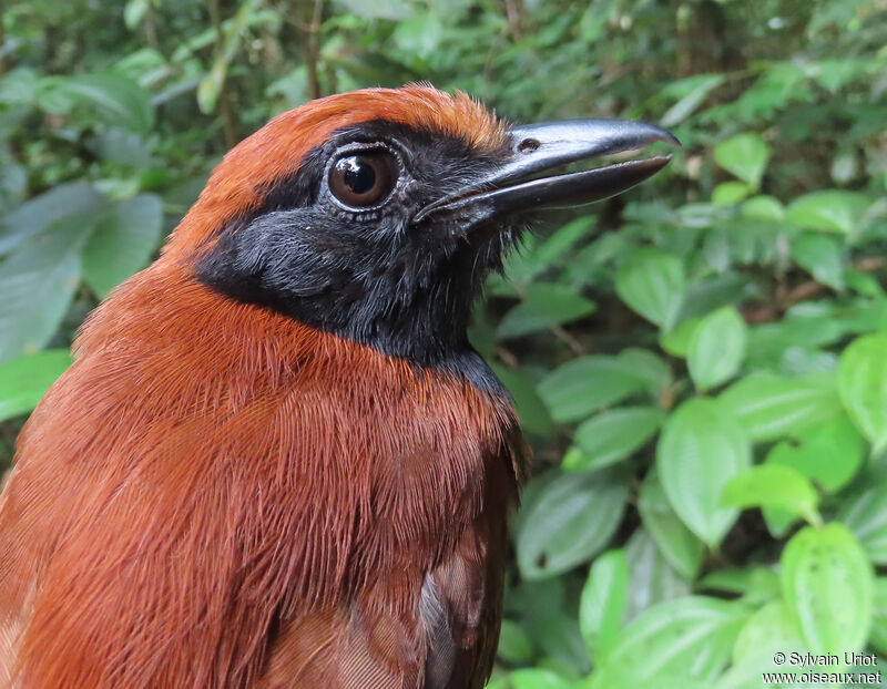 Band-tailed Antshrike female adult