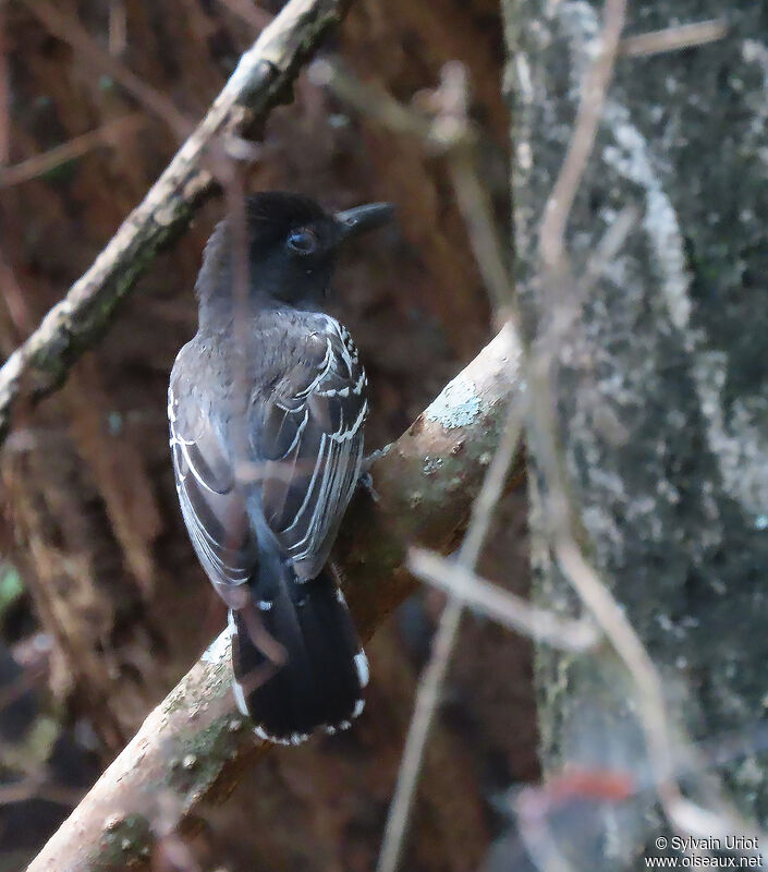 Blackish-grey Antshrikeadult