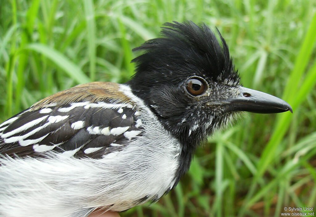 Batara huppé mâle adulte