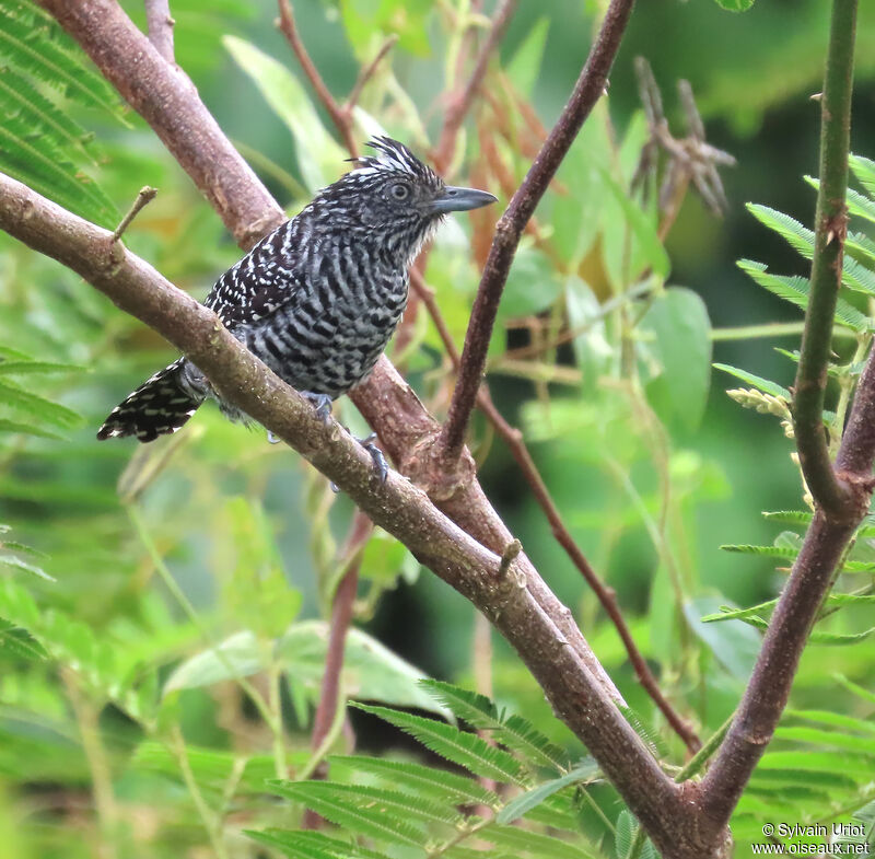 Barred Antshrike male adult