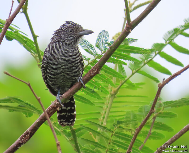 Barred Antshrike male adult