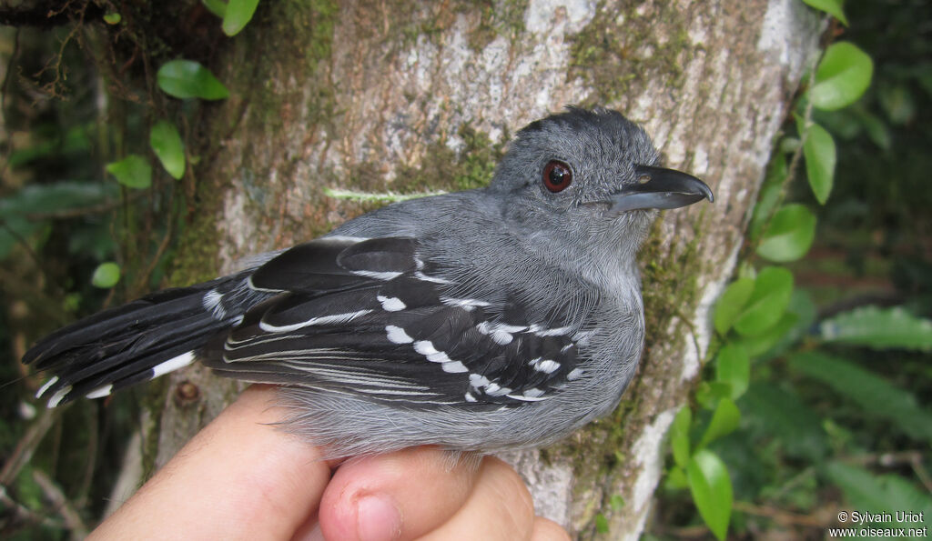 Batara tacheté mâle adulte