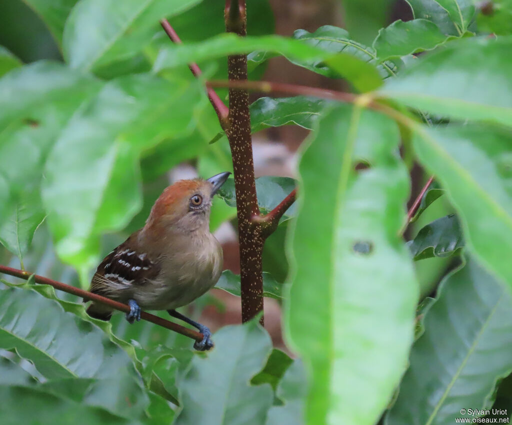 Batara tachetéimmature