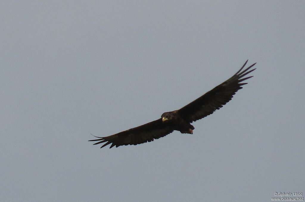 Bateleur des savanesimmature