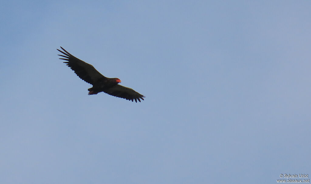 Bateleur female adult