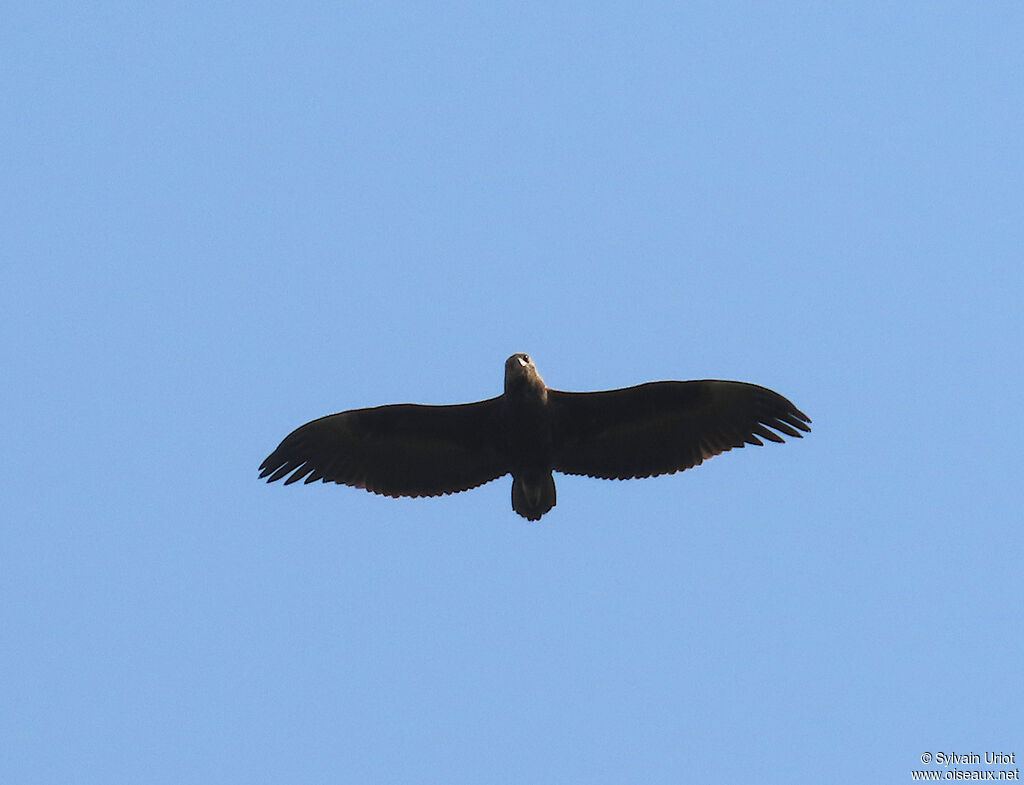Bateleur des savanesimmature