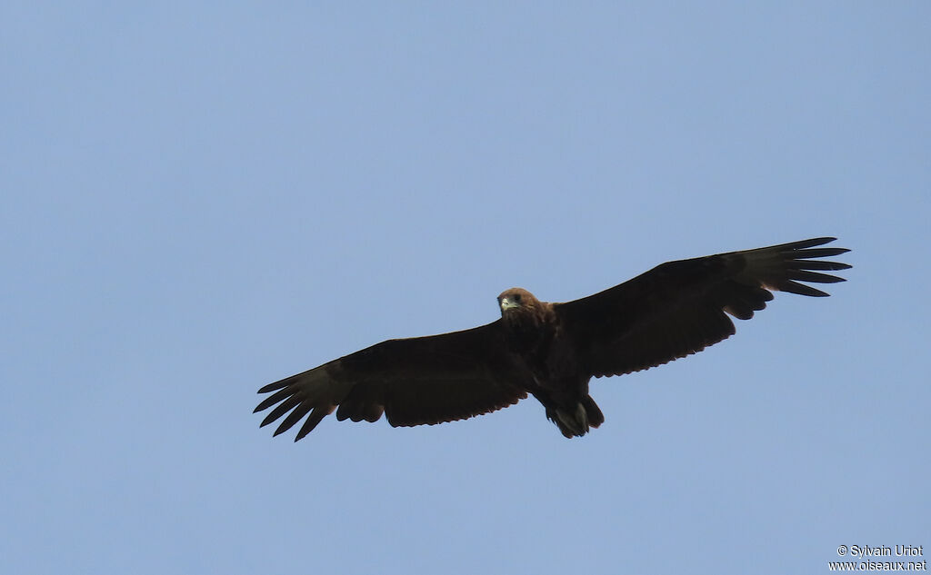 Bateleur des savanesimmature