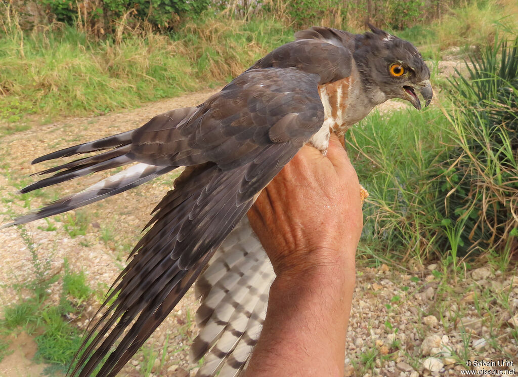 African Cuckoo-Hawkadult