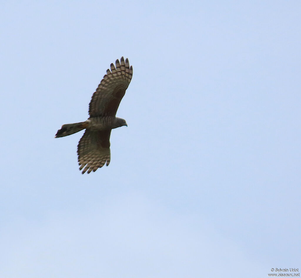 African Cuckoo-Hawkadult