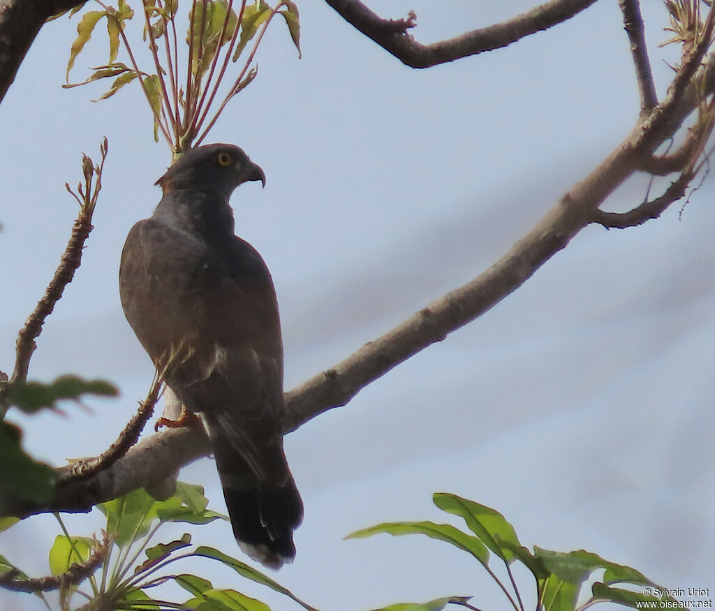 African Cuckoo-Hawkadult