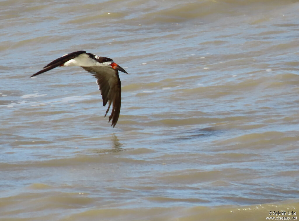 Bec-en-ciseaux noiradulte internuptial