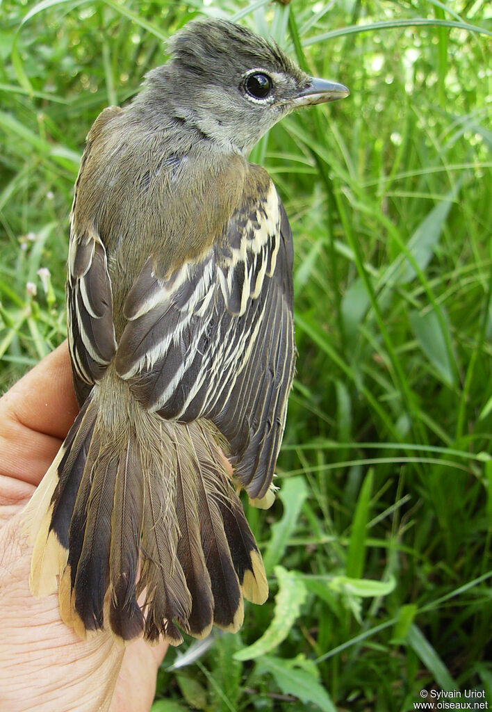 Bécarde à ailes blanches femelle adulte