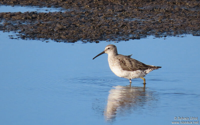 Stilt Sandpiperadult post breeding