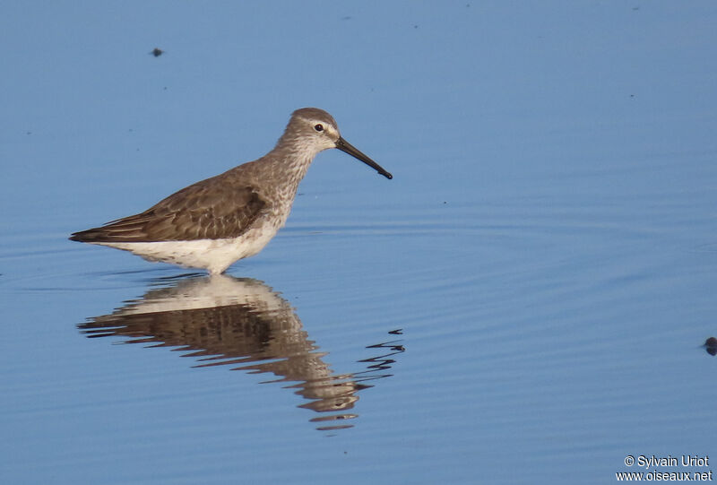 Stilt Sandpiperadult post breeding