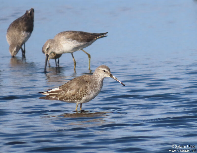 Stilt Sandpiperadult post breeding