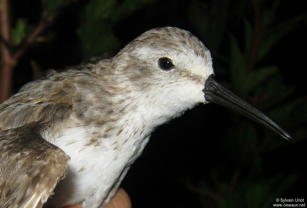 Bécasseau d'Alaskaadulte internuptial