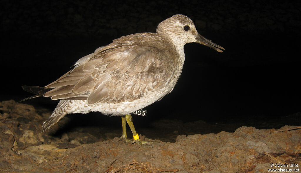 Bécasseau maubèche2ème année