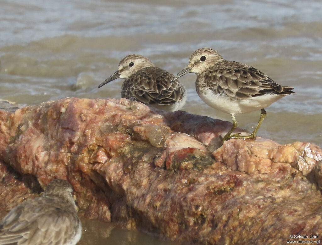 Bécasseau minusculeadulte internuptial