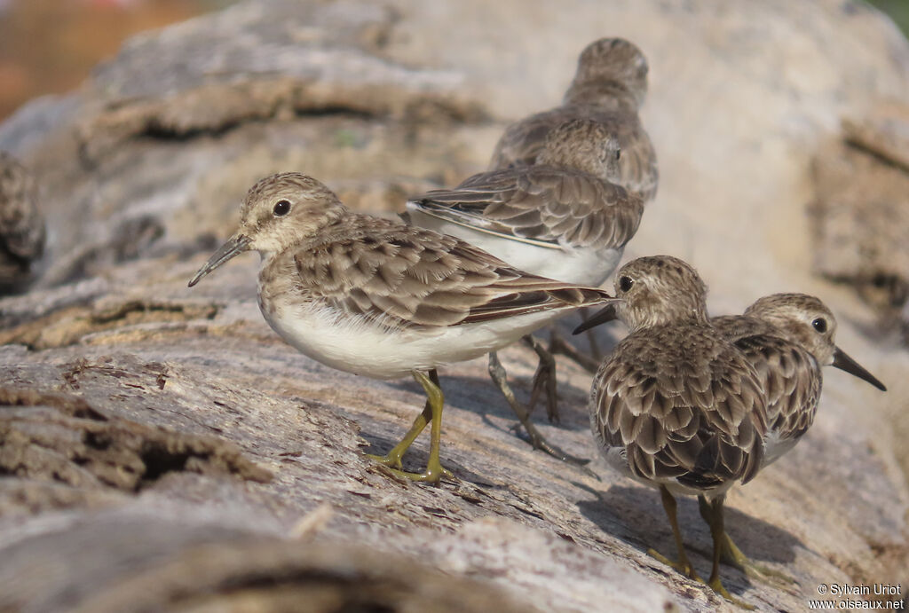 Bécasseau minusculeadulte internuptial