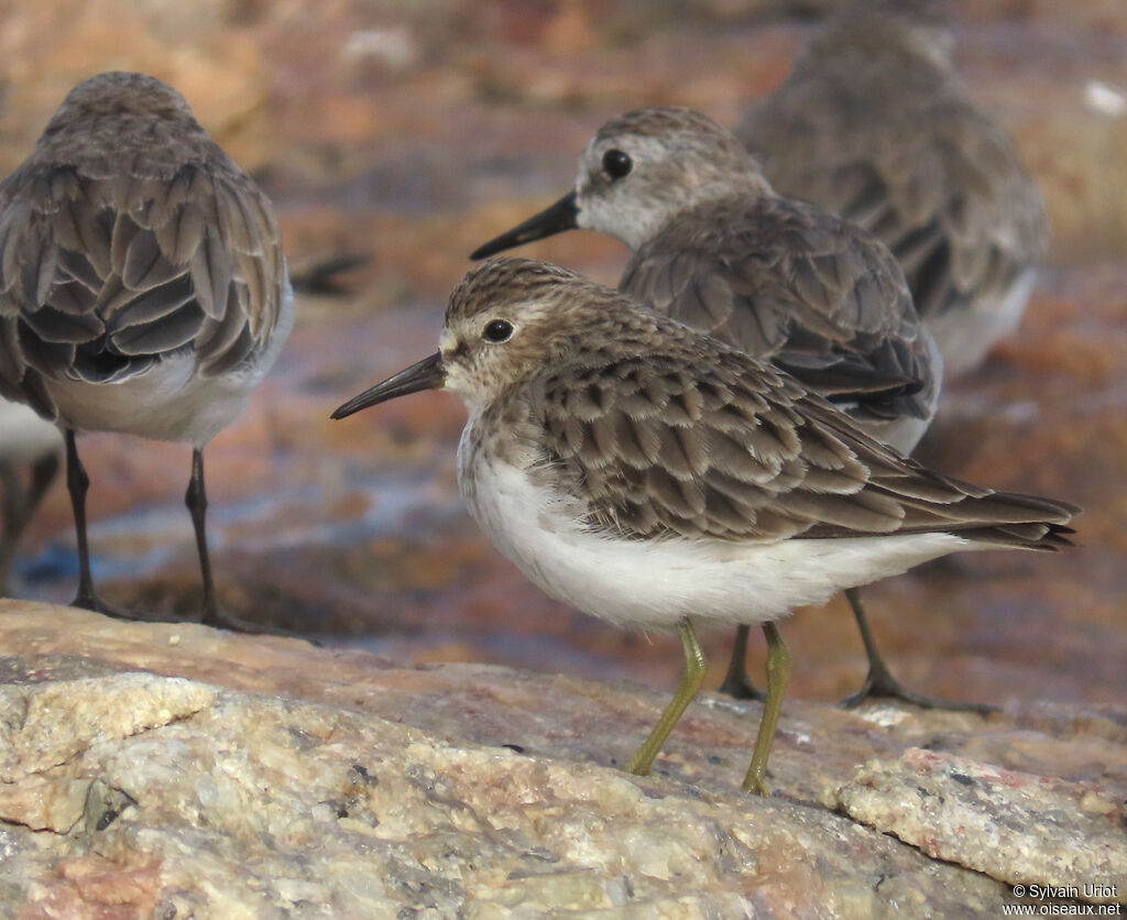 Bécasseau minusculeadulte internuptial