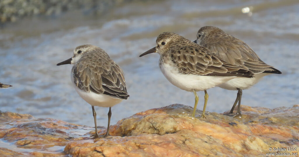 Bécasseau minusculeadulte internuptial