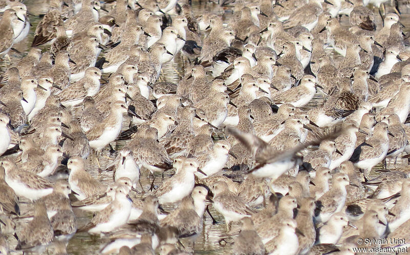 Semipalmated Sandpiper