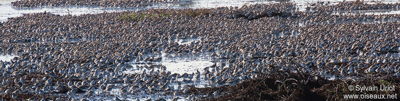 Semipalmated Sandpiper