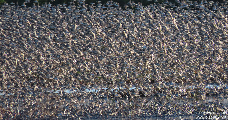 Semipalmated Sandpiper