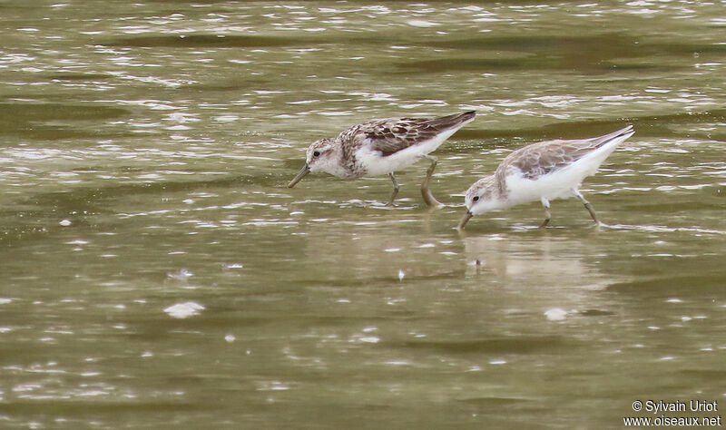 Semipalmated Sandpiperadult