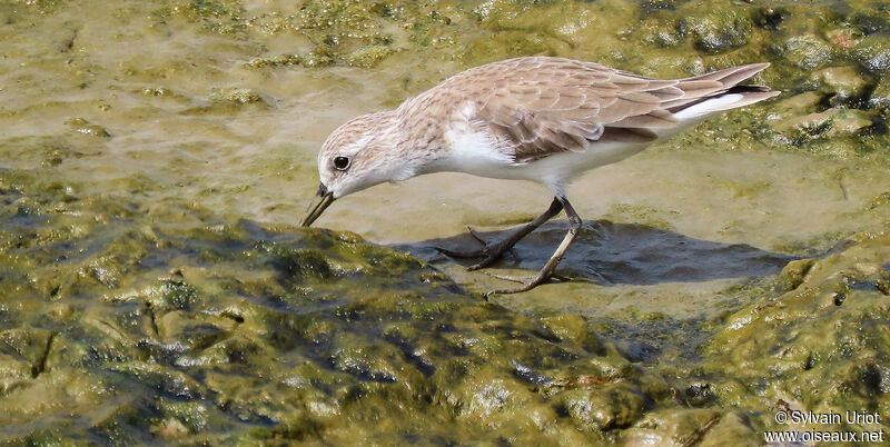 Semipalmated Sandpiperadult post breeding