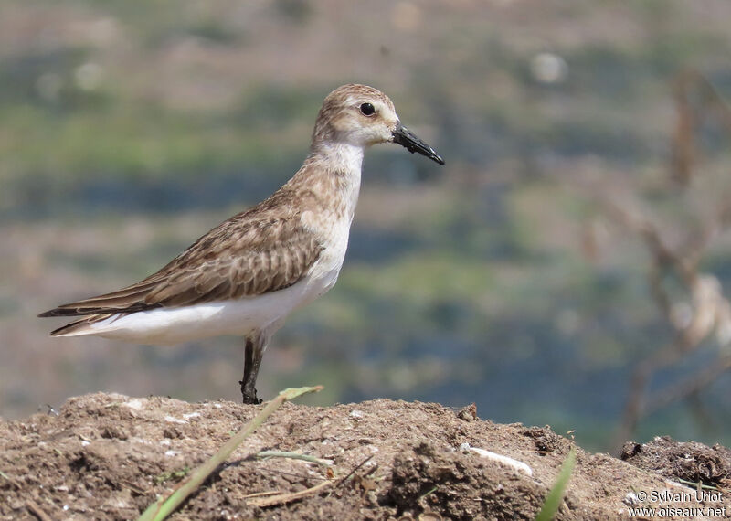 Semipalmated Sandpiperadult post breeding