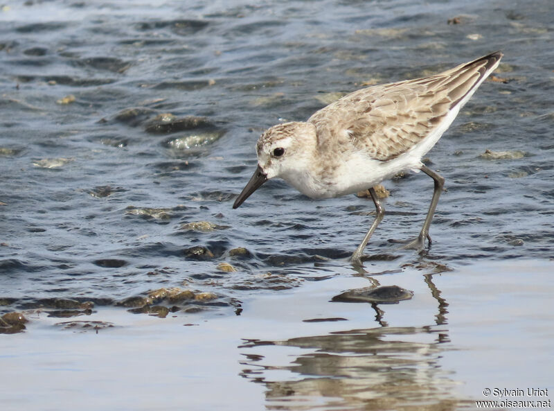 Semipalmated Sandpiperadult post breeding