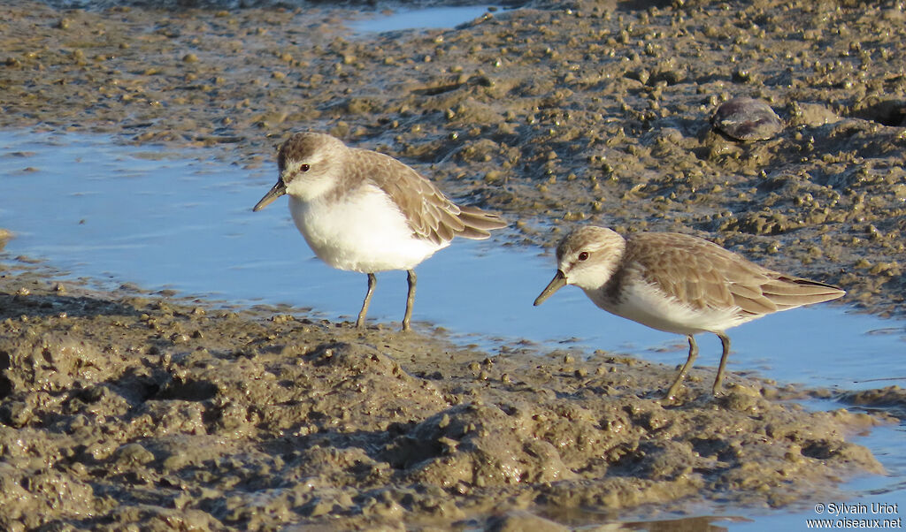 Bécasseau semipalméadulte internuptial