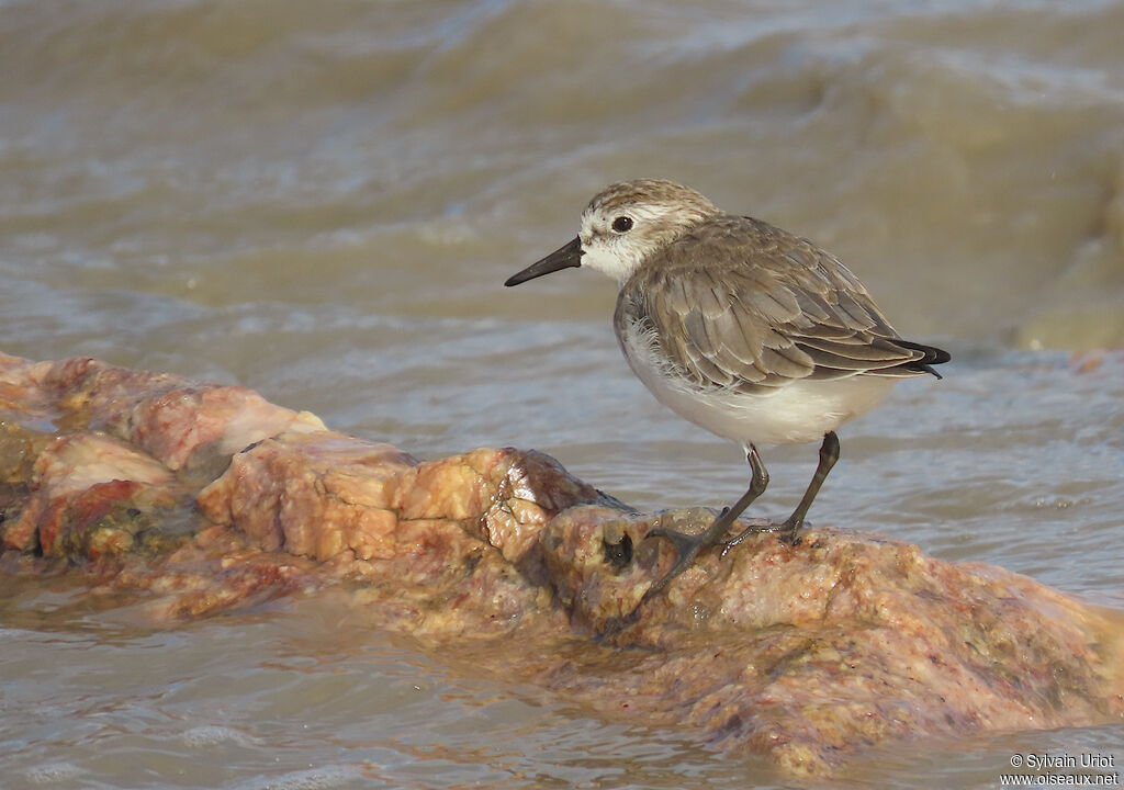 Semipalmated Sandpiper