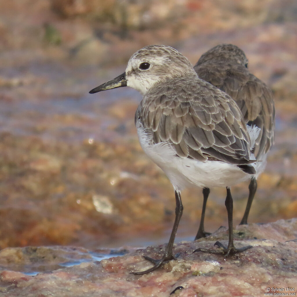 Semipalmated Sandpiper
