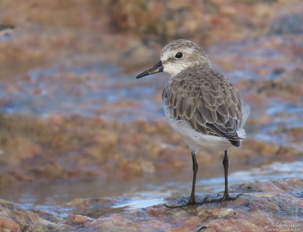 Semipalmated Sandpiper