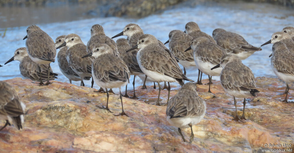 Semipalmated Sandpiper